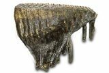 Woolly Mammoth Upper M Molar - North Sea Deposits #298474-1